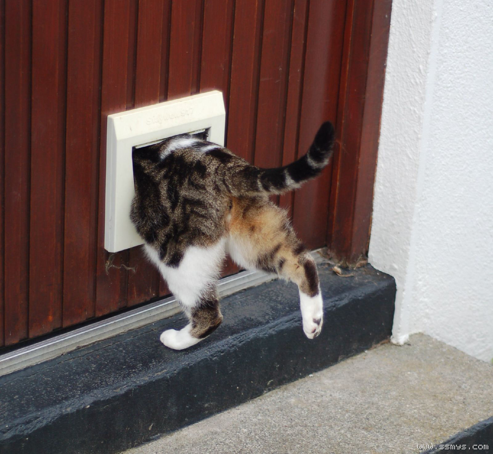 猫咪分配系统